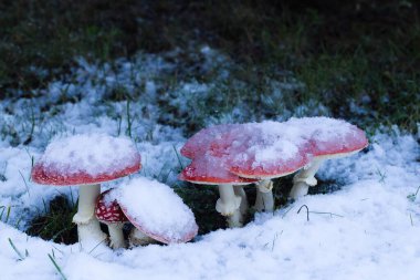 Kızıl mantarlar karla kaplı bir ladin altında ortaya çıkarak, kış manzarasına canlı bir zıtlık ekliyor, dingin ve büyüleyici bir ortam yaratıyor..