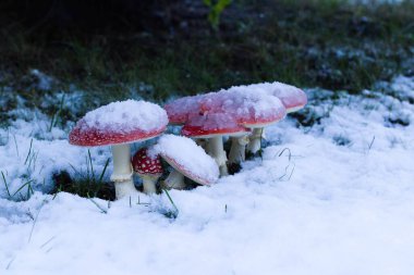 Kızıl mantarlar karla kaplı bir ladin altında ortaya çıkarak, kış manzarasına canlı bir zıtlık ekliyor, dingin ve büyüleyici bir ortam yaratıyor..