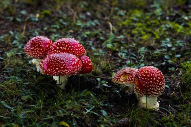 Küçük kırmızı mantarlar ladin altında gelişir, çimenli araziye renk katar, büyülü bir atmosferi çağrıştırır..
