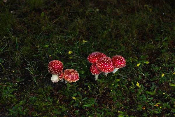 Small crimson mushrooms thrive beneath a spruce, adding a pop of color to the grassy landscape, evoking a magical atmosphere.