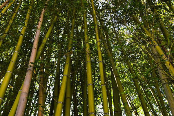 In Bellagio, Italy, bamboo flourishes in the botanical garden, forming a serene summer sanctuary with verdant foliage and a peaceful ambiance.