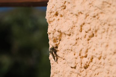 Sardinya 'da, bir Machimus atricapillus alçılı bir duvarda durur, tam olarak donduğu anda bir eşekarısı uçuşunun ortasında kıstırır. Doğanın yoğunluğunun bir görüntüsü..
