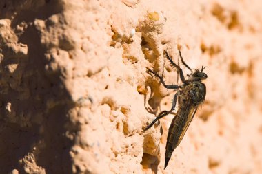 Sardinya 'da, bir Machimus atricapillus alçılı bir duvarda durur, tam olarak donduğu anda bir eşekarısı uçuşunun ortasında kıstırır. Doğanın yoğunluğunun bir görüntüsü..