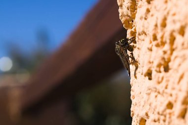 Sardinya 'da, bir Machimus atricapillus alçılı bir duvarda durur, tam olarak donduğu anda bir eşekarısı uçuşunun ortasında kıstırır. Doğanın yoğunluğunun bir görüntüsü..