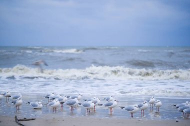 Martılar Ocak ayında Kolobrzeg sahilindeki kış soğuğuna meydan okuyarak kuzey rüzgarı ve çalkantılı denizle karşı karşıya geldiler. Kış elementleri arasında kıyı dayanıklılığının sert ve dinamik bir sahnesi..