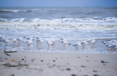 Martılar Ocak ayında Kolobrzeg sahilindeki kış soğuğuna meydan okuyarak kuzey rüzgarı ve çalkantılı denizle karşı karşıya geldiler. Kış elementleri arasında kıyı dayanıklılığının sert ve dinamik bir sahnesi..