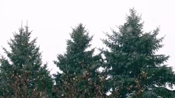 Snowfall Serenity Spokojna Scena Zimowa Pośród Wznoszących Się Świerków — Wideo stockowe