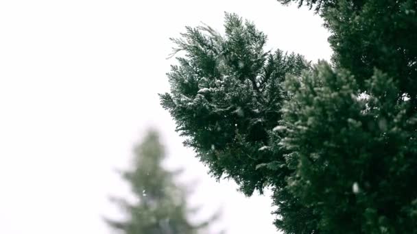 Ψίθυροι Του Χειμώνα Χιονοπτώσεις Που Καλύπτουν Euonymus Bush Στον Κήπο — Αρχείο Βίντεο