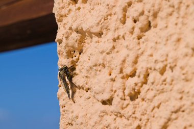 Sardinya 'da, bir Machimus atricapillus alçılı bir duvarda durur, tam olarak donduğu anda bir eşekarısı uçuşunun ortasında kıstırır. Doğanın yoğunluğunun bir görüntüsü..