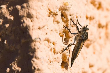 Sardinya 'da, bir Machimus atricapillus alçılı bir duvarda durur, tam olarak donduğu anda bir eşekarısı uçuşunun ortasında kıstırır. Doğanın yoğunluğunun bir görüntüsü..