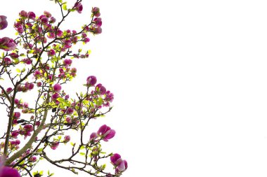 A radiant pink magnolia bloom stands out on a pure white background.