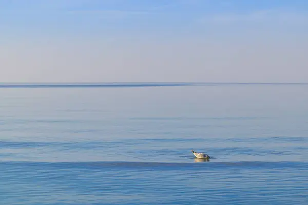 stock image A white seagull peacefully floating on the serene waters of the Baltic Sea in Mrzezyno, West Pomeranian Voivodeship. The bird contrasts beautifully with the blue sea.