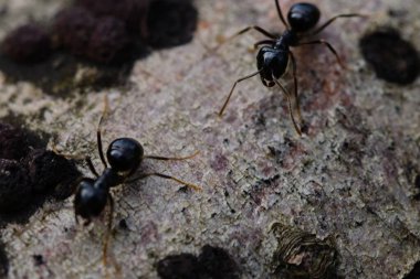 A team of black ants travels across a wind-felled tree in a dense forest. clipart