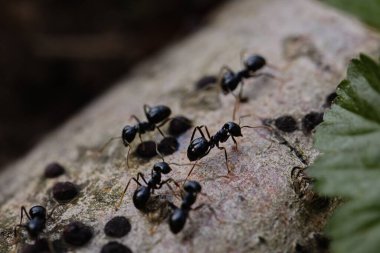 A close-up of black ants making their way over the bark of a wind-felled tree in the forest. The rough texture of the wood and the ants' tiny forms create a striking contrast, capturing the quiet life of the forest. clipart