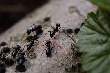 Black ants crawl over the bark of a wind-fallen tree in the forest, exploring the woods rough surface. The contrast between the small ants and the large, fallen tree is both captivating and peaceful. clipart