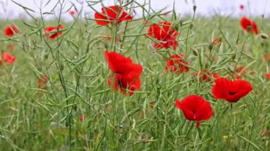 Kırmızı gelincikler rüzgârda sallanırken kolza tohumu denizinin ortasında, böcekler öğleden sonra güneşinde çiçekleri tozluyorlar..