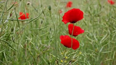 Kolza tohumu tarlasında sallanan kırmızı gelincikler, arılar ve kelebeklerle çevrili, güzel bir tozlaşma sahnesi yaratır..