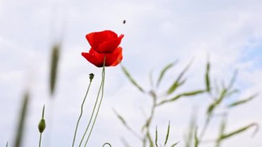 Kırmızı gelincikler bulutlu bir gökyüzüne karşı canlı duruyorlar, rüzgarda usulca hareket ediyorlar arılar ve kelebekler serin meltemde çiçekleri tozluyorlar..