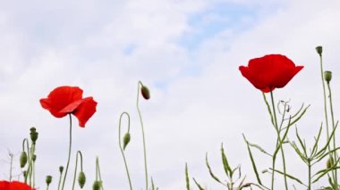 Rüzgarda sallanan gelincikler fırtınalı bir gökyüzüne karşı dans ediyor. Arılar ve kelebekler arasında uçuşuyor. Üzerlerinde bulutlar belirdikçe tozlaşıyorlar..