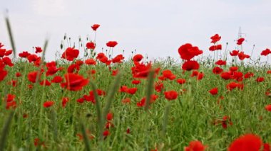 Kırmızı gelincikler kolza tohumu tarlasını işaretliyor. Arılar ve böcekler vızıldarken meltemle yavaşça hareket ediyor. Çiçekleri tozlaştırıyor..