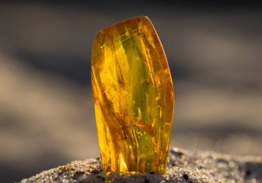 Büyük, parlak Baltık kehribarı parçaları kumlu bir sahilde dinleniyor, altın renkleri gün ışığında parlıyor. Şeffaf kehribar, ince kuma karşı sıcak bir şekilde parlar ve sahilin özünü yakalar..