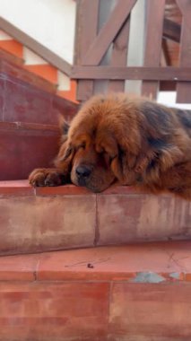 Bu film, uzun, dalgalı paltosu yumuşak ışıkta parıldayan taş basamaklarda dinlenen koyu kırmızı Tibet Mastiff 'ini çeker. Onun sakin ve asil varlığı görkemli doğayı ön plana çıkarıyor..