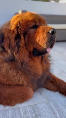 Bu film, derin, kalın kürkü dinlenirken ışıldayan kırmızı Tibet Mastiff 'ini yakalar. Lüks paltosuyla vurgulanmış sakin, ağırbaşlı varlığı bu türün zarafetini ve gücünü gösteriyor..
