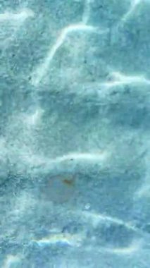 Porto Giuncos sularının manzarası, kumlu zeminin üzerinde yavaşça süzülen bir denizanası, şeffaf, mavi dalgalar tarafından görülebilir, kıyı boyunca parıldayan yansımalar oluşturur..