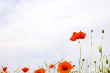 Parlak bir gökyüzünün altında, bir haşhaş tarlası renkli bir kırmızı halıya yayılır. Çiçekler hafifçe sallanıyor, dingin ve geniş manzaraya hayat ve enerji katıyor..