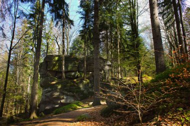 Szklarska Poreba, Karkonosze, ormandaki kuru yapraklarla dolu bir ormanda sonbahar güneşi..