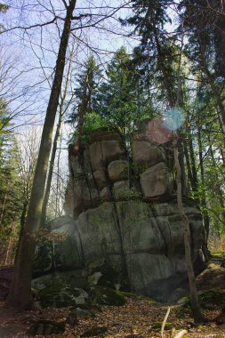 Szklarska Poreba, Karkonosze, ormandaki kuru yapraklarla dolu bir ormanda sonbahar güneşi..