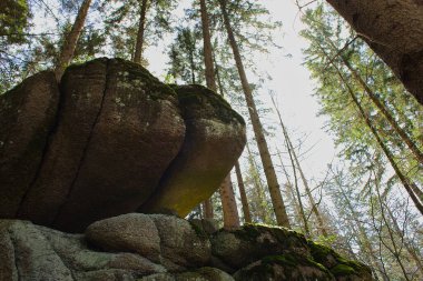 Szklarska Poreba, Karkonosze, ormandaki kuru yapraklarla dolu bir ormanda sonbahar güneşi..