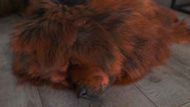 Yetişkin kırmızı Tibetli bir Mastiff yerde huzur içinde yatıyor. Yoğun, dalgalı paltosu ve görkemli görünüşü soylu mirası yansıtıyor. Bu sıra dışı köpeklerin kapalı alandaki yaşamlarının sakin bir fotoğrafı..
