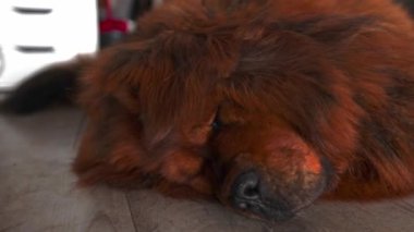 Kapalı alanda, koyu kırmızı Tibetli bir Mastiff yerde uyur. Kalın ve lüks bir ceket giyer. Türünün tipik bir örneği. Sakin duruşu ve dalgalı kürkü bu olağanüstü köpek anının güzelliğini artırıyor..