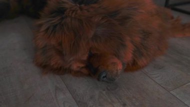 Kırmızı Tibet Mastiff, uzun ve zengin kürkü dalgalar halinde yerde huzur içinde yatar. Bu çarpıcı köpek asil soyu tanımlayan zarafeti ve gücü simgeler..