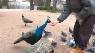 Yürek ısıtan bir Şubat sahnesi: Warsaw Lazienki Parkı 'ndaki bir çocuk güvercinler uçuşurken tavus kuşlarını elle besliyor, doğal güzelliklerle dolu huzurlu bir kış ortamı yaratıyor..