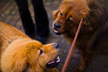 En iyi arkadaşlar, iki genç Tibetli dişi. Arka bahçede yeşil çimlerin üzerinde mutlu bir şekilde koşuyorlar..