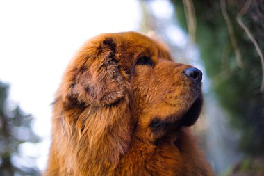 Güçlü kırmızı Tibetli bir Mastiff, kış bahçesinde nöbet tutuyor. Kalın kürkü, hafif karlar yeşil çimlerde dinlenirken parlıyor..