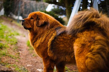 Ateşli kırmızı ceketli asil Tibetli bir Mastiff soğuk bir arka bahçede, kalın kürkü soğuk kış havasında parlıyor..