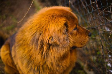 Çarpıcı kırmızı Tibet Mastiff kış bahçesini koruyor, yeşil çimlerin üzerinde nöbet tutuyor, hafif beyaz karla kaplanmış, kalın kürkü buz gibi arazide parlıyor.