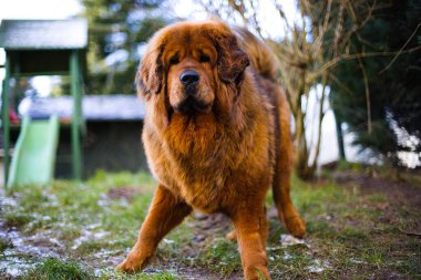 Dikkatli Tibet Mastiff kışlık paltosuyla karlı bir bahçede duruyor. Kırmızı kürkü buz gibi havada parlıyor..