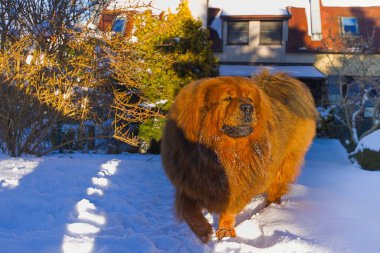 Aydınlık bir kış günü, görkemli kırmızı Tibet Mastiff karla kaplı bir bahçede yürüyor. Bereketli, ateşli kürkü, uyanık gözleri ve zarif hareketi kışın zarafetini mükemmel bir şekilde temsil ediyor..