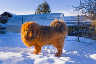Kıtır kıtır, güneşli bir kış gününde görkemli kırmızı Tibet Mastiff, taze karla kaplı bir bahçede başıboş dolaşır. Kalın kürkü ve tetikte ifadesi kraliyet doğasını vurguluyor..