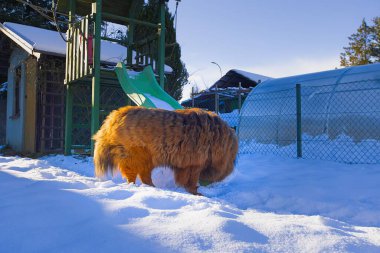 Taze karla kaplanmış evcil bir bahçede, kırmızı Tibetli bir Mastiff açık, güneşli bir gökyüzünün altında gururla homurdanıyor. Kalın, canlı paltosu ve asil havası kışın zarafetini simgeliyor..