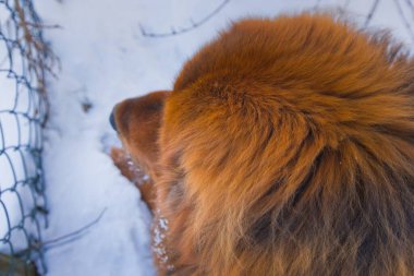 Asil kırmızı Tibetli bir Mastiff güneşli bir kış öğleden sonrasında karla kaplı bir bahçede dolaşıyor. Canlı, kalın kürkü ve görkemli yürüyüşü bu olağanüstü türün güzelliğini ve gücünü yansıtıyor..