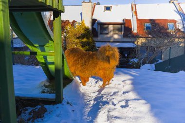 Açık bir kış günü, temiz bir kar tabakasıyla kaplanmış, zengin, canlı bir paltoyla zarif bir şekilde ev bahçesinde gezen kırmızı Tibetli bir Mastiff, güç ve asalet saçıyor..