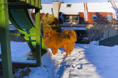 Bu kış sahnesinde kırmızı Tibetli bir Mastiff yerde taze karla bahçede yürüyor. Paltosu ve görkemli yürüyüşü güneşli bir gökyüzünün altında saf zarafeti çağrıştırıyor..