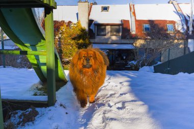 Görkemli bir kırmızı Tibet Mastiff güneşli bir kış gününde karla kaplı bir bahçede hoplayıp zıplıyor. Kalın, ateşli kürkü ve dengeli tavrı asil bir zarafet imajı yaratıyor..