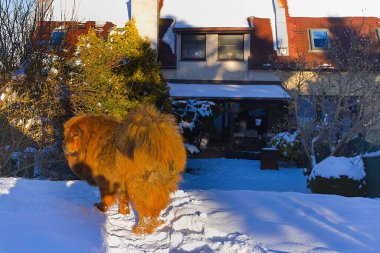 Birkaç santimetre taze karla iç bahçesinde asil kırmızı Tibetli bir Mastiff görkemli bir rahatlıkla yürüyor. Parlak kış ışığı, gür ve canlı paltosunu vurguluyor..