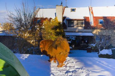 Aydınlık bir kış günü yakalanan Tibet kraliyet ailesinden kızıl bir Mastiff, taze karla kaplı bir bahçede geziniyor. Alevli paltosu ve zarif adımları doğal zarafeti güçlü bir şekilde ifade eder..